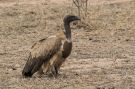 White-backed-Vulture, South Africa 31st of November 2018 Photo: Carl Bohn