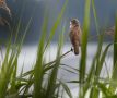 Great Reed Warbler, Denmark 10th of July 2020 Photo: René Petersen