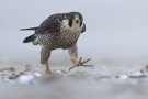 Peregrine Falcon, Netherlands January 2021 Photo: Arie Ouwerkerk