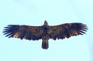 Kejserørn, Kejserørn - (Aquila heliaca) - Eastern Imperial Eagle, Indien 19. februar 2020 Foto: Paul Patrick Cullen