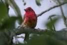 Summer Tanager, Costa Rica 10th of March 2020 Photo: Carl Bohn