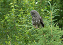 Great Grey Owl, Canada 24th of June 2017 Photo: Allan Kjær Villesen