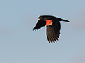 Red-winged Blackbird, Canada 1st of July 2017 Photo: Allan Kjær Villesen
