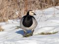 Barnacle Goose, Denmark 12th of February 2021 Photo: Lars Birk
