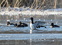 Ring-necked Duck, Lufter vinger efter bad, Denmark 12th of February 2021 Photo: Allan Kjær Villesen