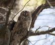 Tawny Owl, Perfekt camouflage, Denmark 4th of March 2021 Photo: Klaus Dichmann