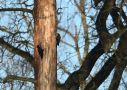 Black Woodpecker, Denmark 9th of March 2021 Photo: Niels Jørgen Hamann Andersen