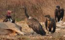 Long-Billed Vulture, Cambodia 11. marts 2017 Foto: Keld Jakobsen