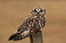 Short-eared Owl, Sweden 20th of March 2021 Photo: Ronny Hans Ingemar Svensson