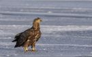 White-tailed Eagle, Denmark 10th of February 2021 Photo: Per Boye Svensson