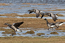 Brant Goose, To 2K fugle (hvide vingebånd), Denmark 7th of April 2021 Photo: Allan Kjær Villesen