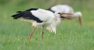 Hvid Stork, Danmark 10. maj 2021 Foto: Hans Henrik Larsen