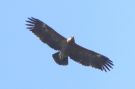 Lesser Spotted Eagle, Denmark 5th of June 2021 Photo: Thomas Garm Pedersen