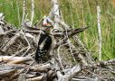 Great Spotted Woodpecker, Denmark 27th of June 2021 Photo: Niels Jørgen Hamann Andersen