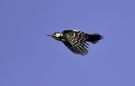 Great Spotted Woodpecker, han, Denmark 28th of April 2021 Photo: John Larsen