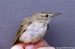 Blyth's Reed Warbler, Denmark 30th of May 1995 Photo: Per Kjær